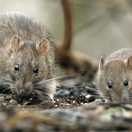 Rats
