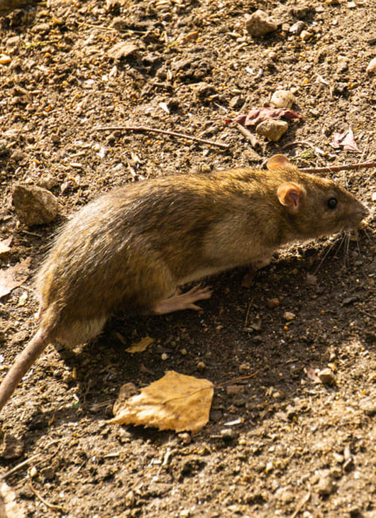 Rats 