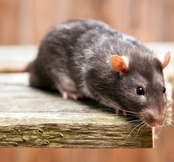 Rats, rongeur